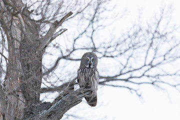 Great gray owl sitting on a tree branch