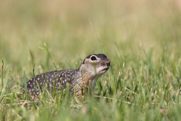 Speckled ground squirrel animal standing in the grass eating something