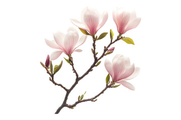 Fototapeta premium Magnolia with Short branch isolated on white or transparent background