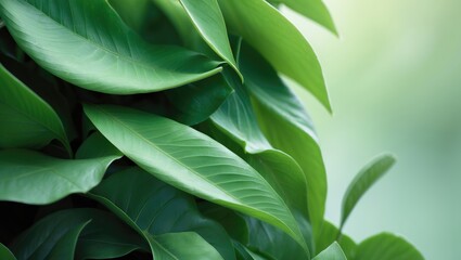 Fototapeta premium Nature of green leaves in the garden. Natural green foliage used as a background cover for greenery environments and ecology wallpaper.