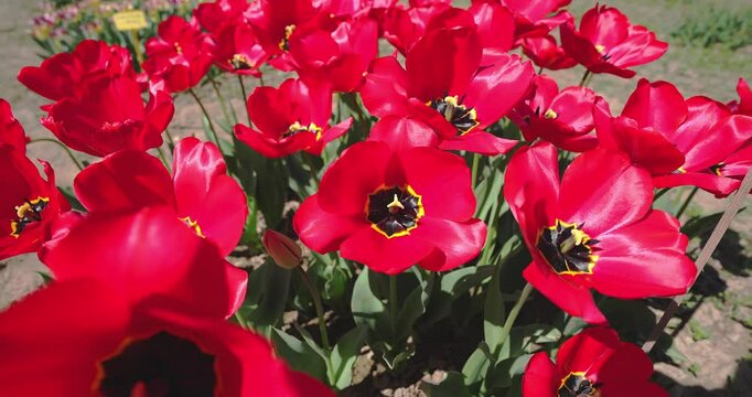 Red spring, the ance of the tulips
