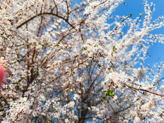 White Blossoming Tree Against Blue Sky &ndash; Spring Awakening and Nature&rsquo;s Beauty