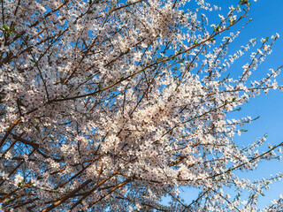 White Blossoming Tree Against Blue Sky – Spring Awakening and Nature’s Beauty