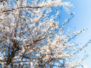 White Blossoming Tree Against Blue Sky – Spring Awakening and Nature’s Beauty