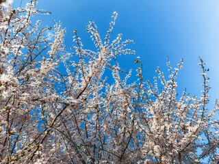 White Blossoming Tree Against Blue Sky – Spring Awakening and Nature’s Beauty