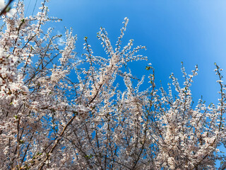 White Blossoming Tree Against Blue Sky – Spring Awakening and Nature’s Beauty