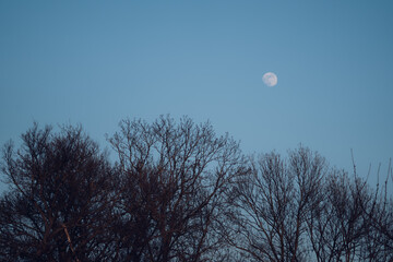 moon and tree
