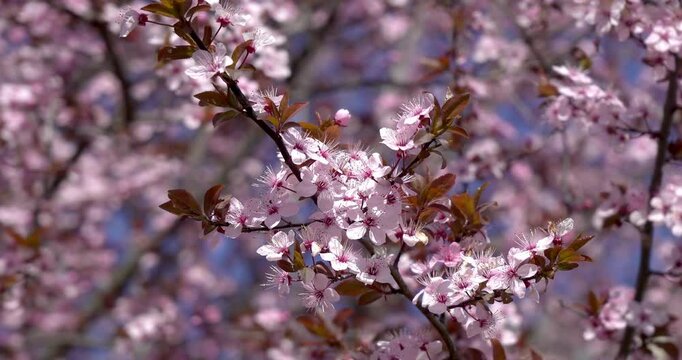  Sakura - Cherry blossoms in spring.