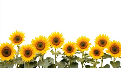Naklejka premium Sunflower border against white background