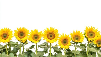 Naklejka premium Row of sunflowers against white background (1)