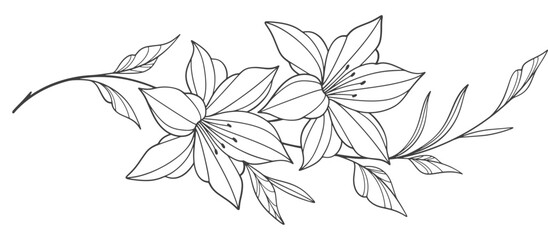 Line art floral botanical on transparent background vector. floral, flowers, leaves, foliage, branches in hand drawn. Floral element design