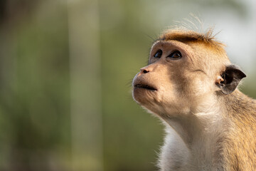 Portrait of monkey in the wild
