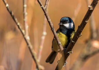 A great black and yellow tit sits on a branch among a bush with withered leaves on a sunny autumn...