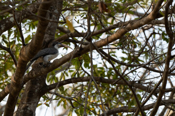 srilanka Grey Hornbill perched on a tree
