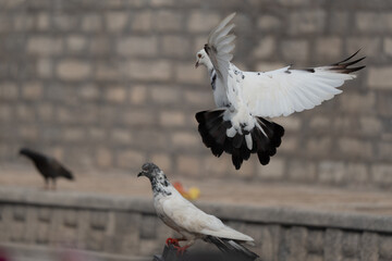Rock Pigeon take off landing actions