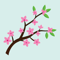 Pink sakura blossoms bloom on cherry tree branches, a floral spring beauty