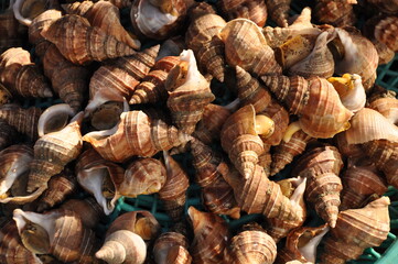 Fresh Sea Snails at Jagalchi Fish Market, Busan, South Korea