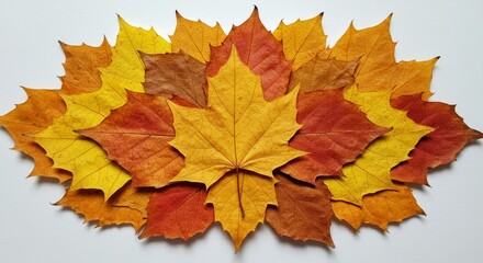Fototapeta premium Autumn Maple Leaves Collection - Vibrant collection of autumn maple leaves in various shades of red, orange, and yellow. Perfect for fall themes