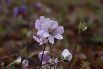 Hepatica nobilis. Bright blue spring flowers grow in the forest. Blue, white, pink flowers. Rare...