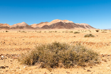 Typical lifeless Namibian landscape with dry thorny bushes and sapless desert with mountains on clear blue sky background. Namibia, Africa