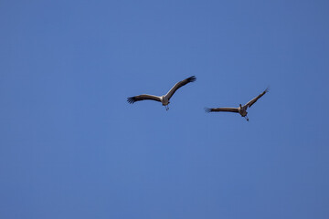 Pair of Common cranes in flight on a sunny spring day. A few Common cranes fly toward the camera lens with a blue sky background.