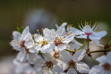 Beautiful delicate white flowers on a branch of cherry plum.