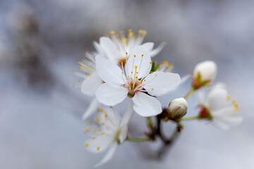 Beautiful delicate white flowers on a branch of cherry plum.