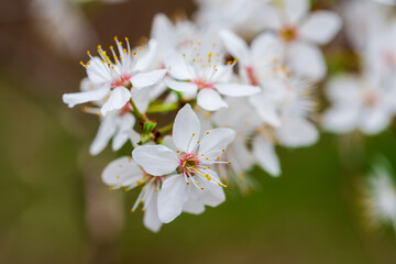 Beautiful delicate white flowers on a branch of cherry plum.