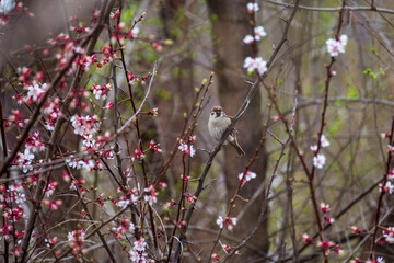 A cute little sparrow sits on a flowering apricot tree.