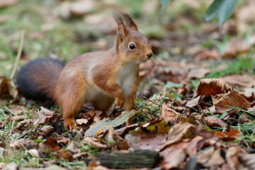 Ecureuil roux cherchant des noisettes sur fond de paysage d'automne.