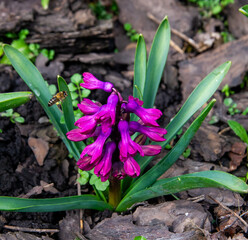 bee flies to a flower of a pink hyacinth in the garden