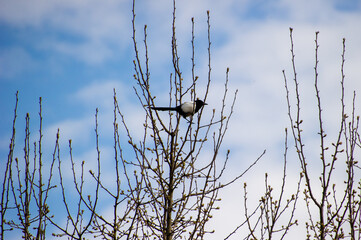 forty on a tree branch