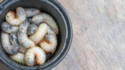 larvae of the May beetle Melolontha melolontha, surfaces that emphasise their unique texture. Garden pest. copy space