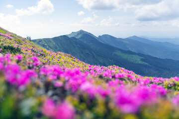 Obraz premium Picturesque summer day in the Carpathians, featuring rolling green hills adorned with bright pink rhododendron flowers