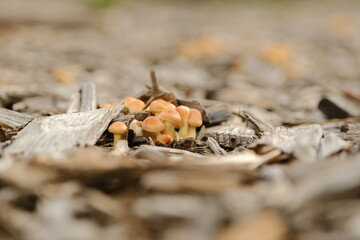 mushroom in the forest