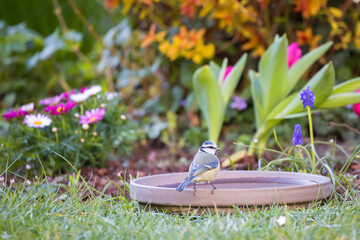 Fototapete bei efototapeten.de bestellen   