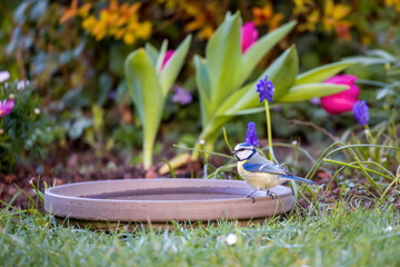 Fototapete bei efototapeten.de bestellen   