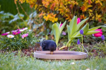 Fototapete bei efototapeten.de bestellen   