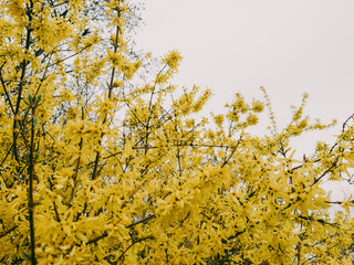 Blooming Forsythia Bush – Bright Yellow Flowers Symbolizing Spring and Renewal