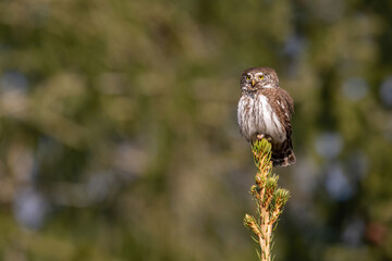 Eurasian pygmy owl (Glaucidium passerinum). Owl gripping pine tip with both claws, facing light. Forest edge with bright background bokeh. Gaze intensity gives picture a focused energy.