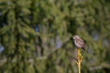 Eurasian pygmy owl (Glaucidium passerinum). Owl perched atop pine tip peeking over shoulder into soft afternoon light. Coniferous forest in distance. Lookback pose adds tension and elegance.