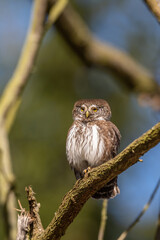 Eurasian pygmy owl (Glaucidium passerinum). Owl Standing on Lichen-Covered Branch in Sunlight. Leafless deciduous tree in soft morning light. Warm, golden tones enhance the owl’s intense gaze.