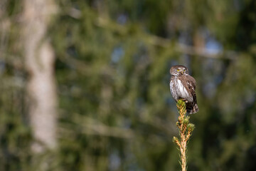 Eurasian pygmy owl (Glaucidium passerinum). Owl perched high on spruce tip scanning surroundings with alert gaze. Sparse coniferous forest in soft light. Balanced pose in airy composition stands out.