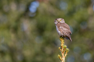 Eurasian pygmy owl (Glaucidium passerinum). Owl firmly perched with wide eyes atop slender spruce tip. Blurred coniferous woodland forms gentle abstract background. Vivid eyes draw instant focus.
