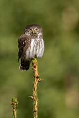 Eurasian pygmy owl (Glaucidium passerinum). Strigidae alert and perched on tender tip of spruce. Blurred forest backdrop emphasizes contrast and structure. Golden lighting enhances soft feathers.