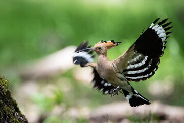 Eurasian Hoopoe (Upupa epops). Hoopoe Landing in Forest Clearing. Bright Woodland Floor in Spring. The iconic crown and wing spread freeze an elegant mid-flight moment.