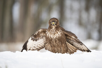 Common buzzard (Buteo buteo). Buzzard Mantling Prey. Snow-covered forest clearing. The bird’s intense frontal stare and wing shield create a powerful and dramatic composition.