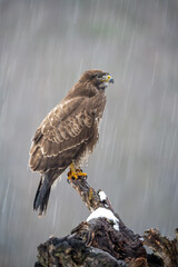 Common buzzard (Buteo buteo). Buzzard Standing Still. Rain-soaked perch in wintry forest. The wet plumage and intense stare evoke a powerful mood of endurance in harsh weather.