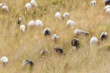 Heard of sheep grazing in tall yellow grass in summer mountains. Animal photography