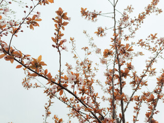 Close-Up of Blooming Branch – Delicate Spring Flowers in Full Blossom